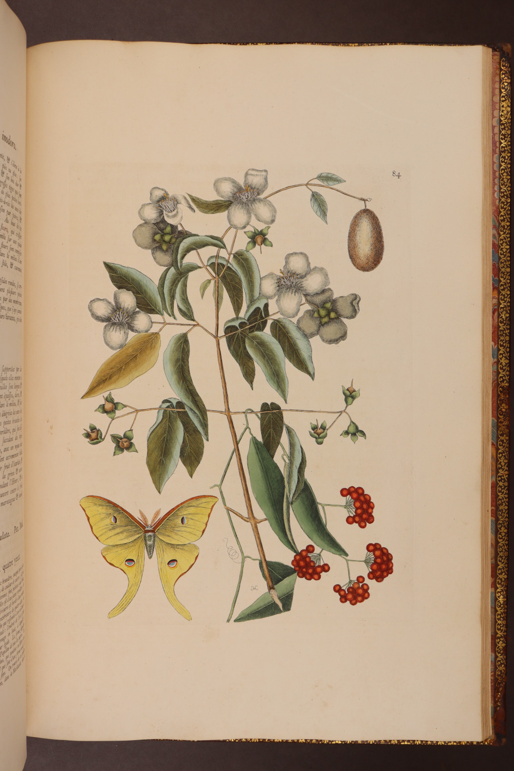 Plate 84